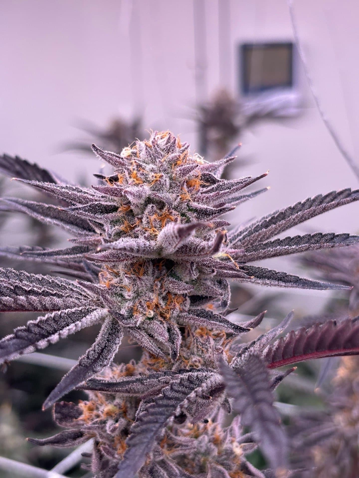 BlackBerry - Medical cannabis strain