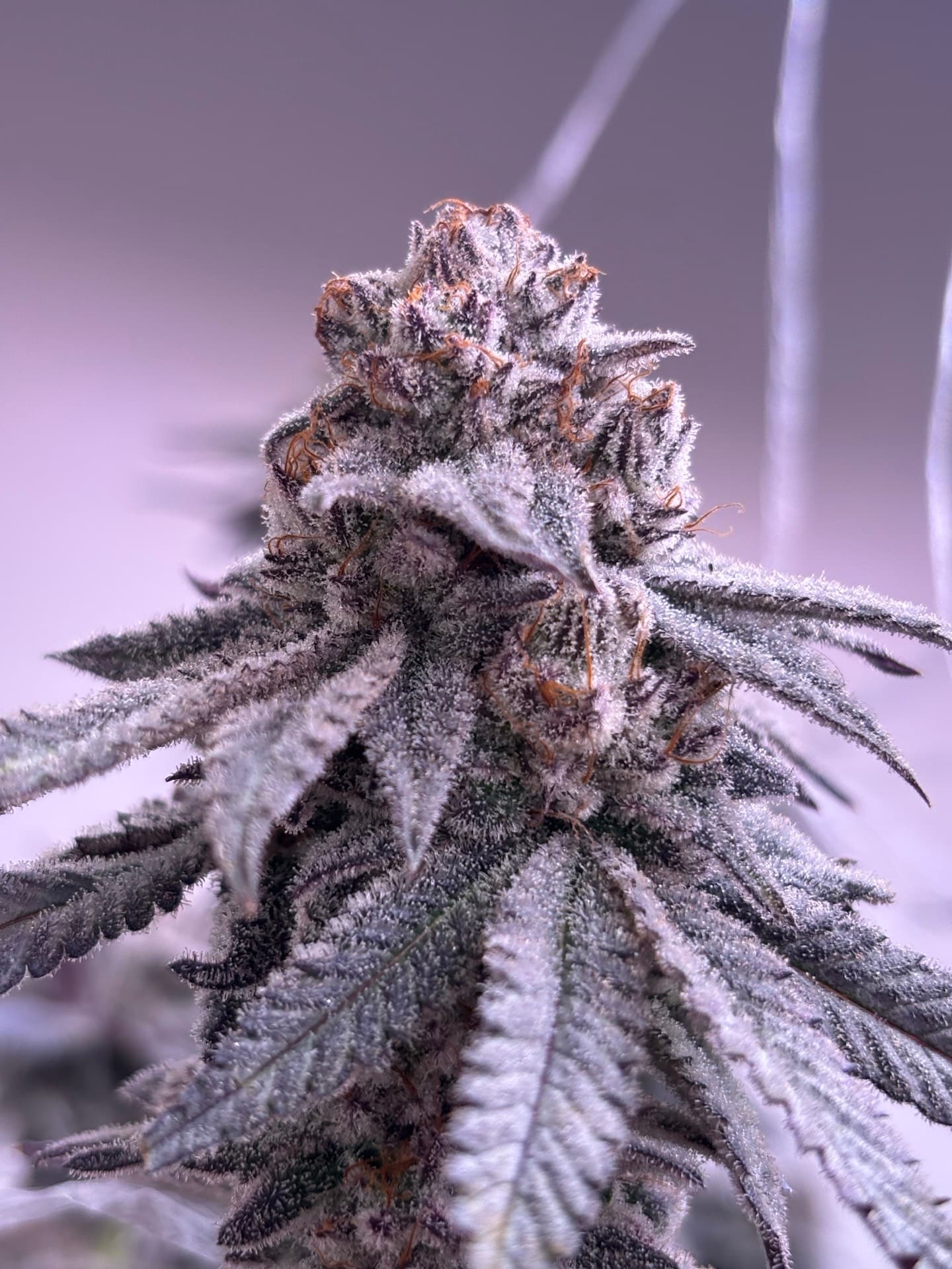 LA Banana - Medical cannabis strain